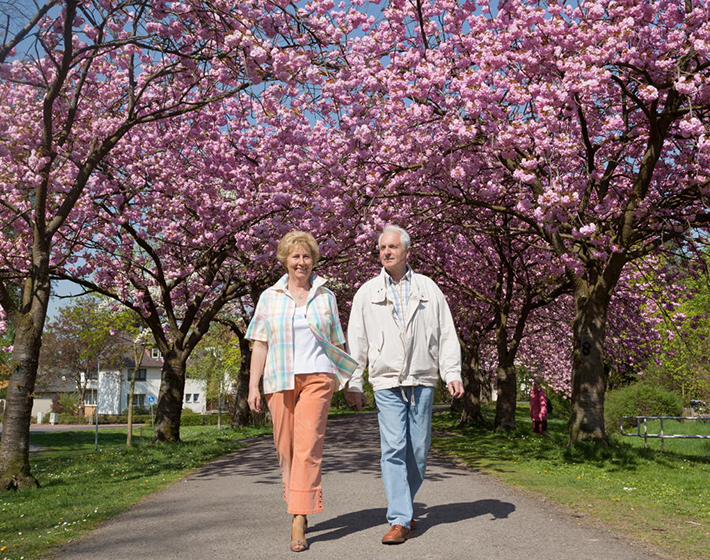 Active senior couple walking under blooming cherry trees