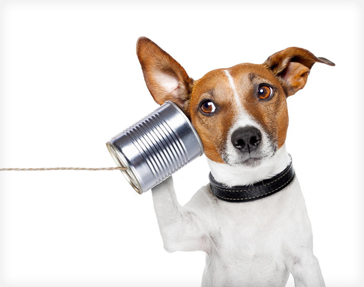 a dog listening with a tin can illustrates how language choices matter