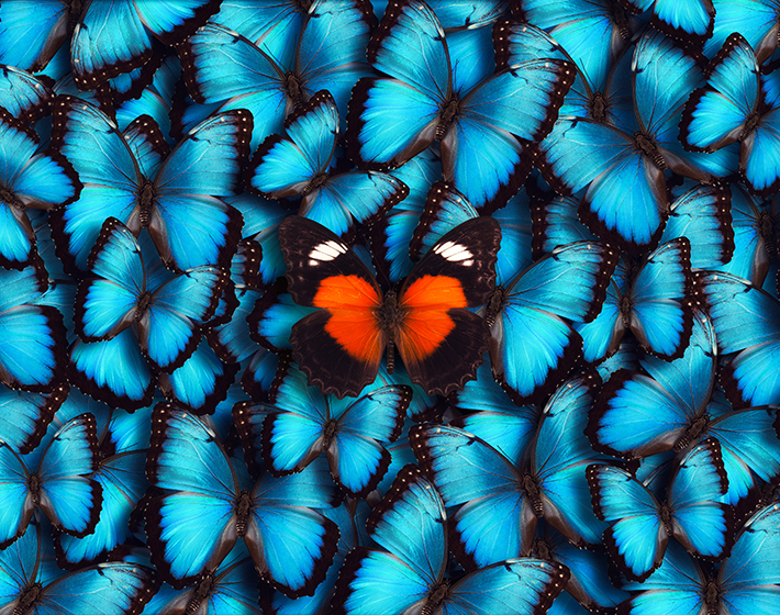 one orange butterfly is custom data against a background of blue or generic data butterflies