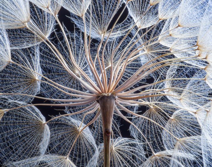 Close-up view of dandelion seeds symbolize an ecosystem, all the parts create more of the same